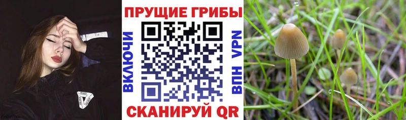Псилоцибиновые грибы Cubensis  купить наркоту  Урай 